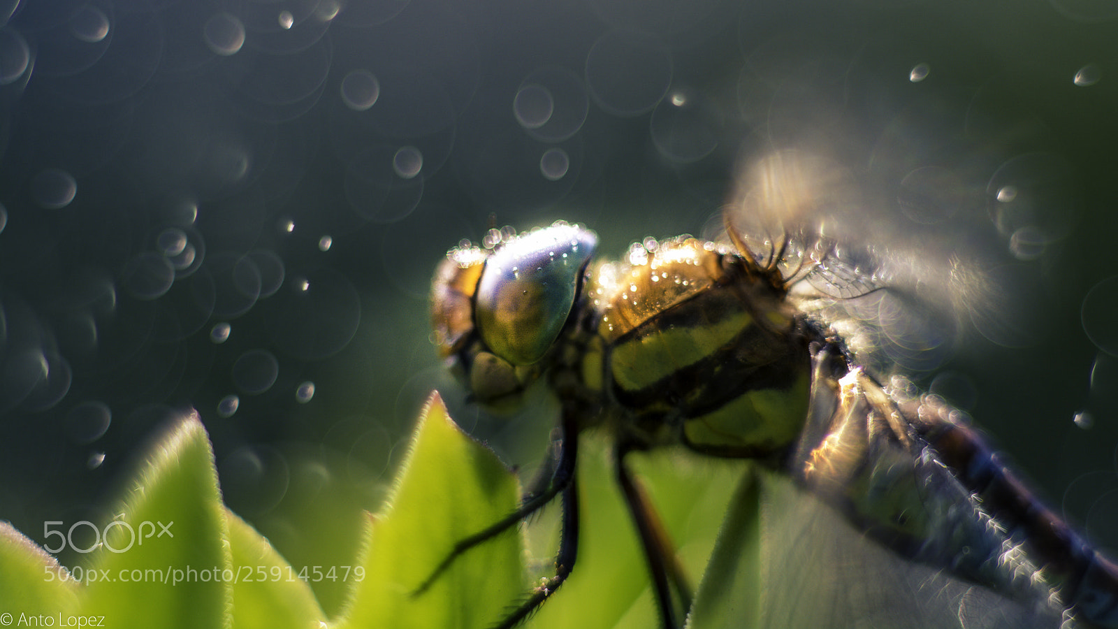 Nikon D7100 sample photo. Dragofly dreams photography