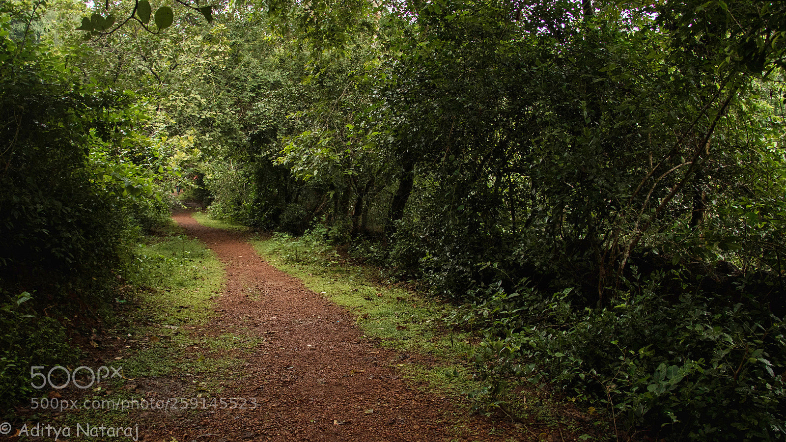 Canon EOS 7D Mark II sample photo. Pathway to heaven photography