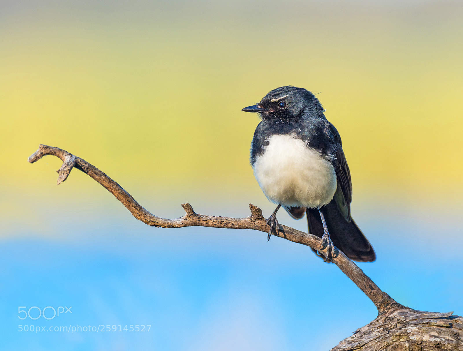 Olympus OM-D E-M1 Mark II sample photo. Willie wagtail photography