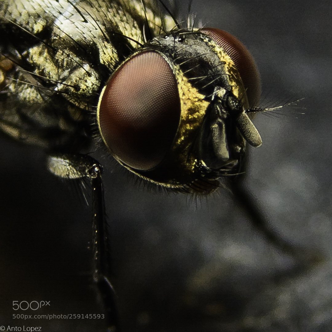 Nikon D7100 sample photo. Portrait of a fly photography