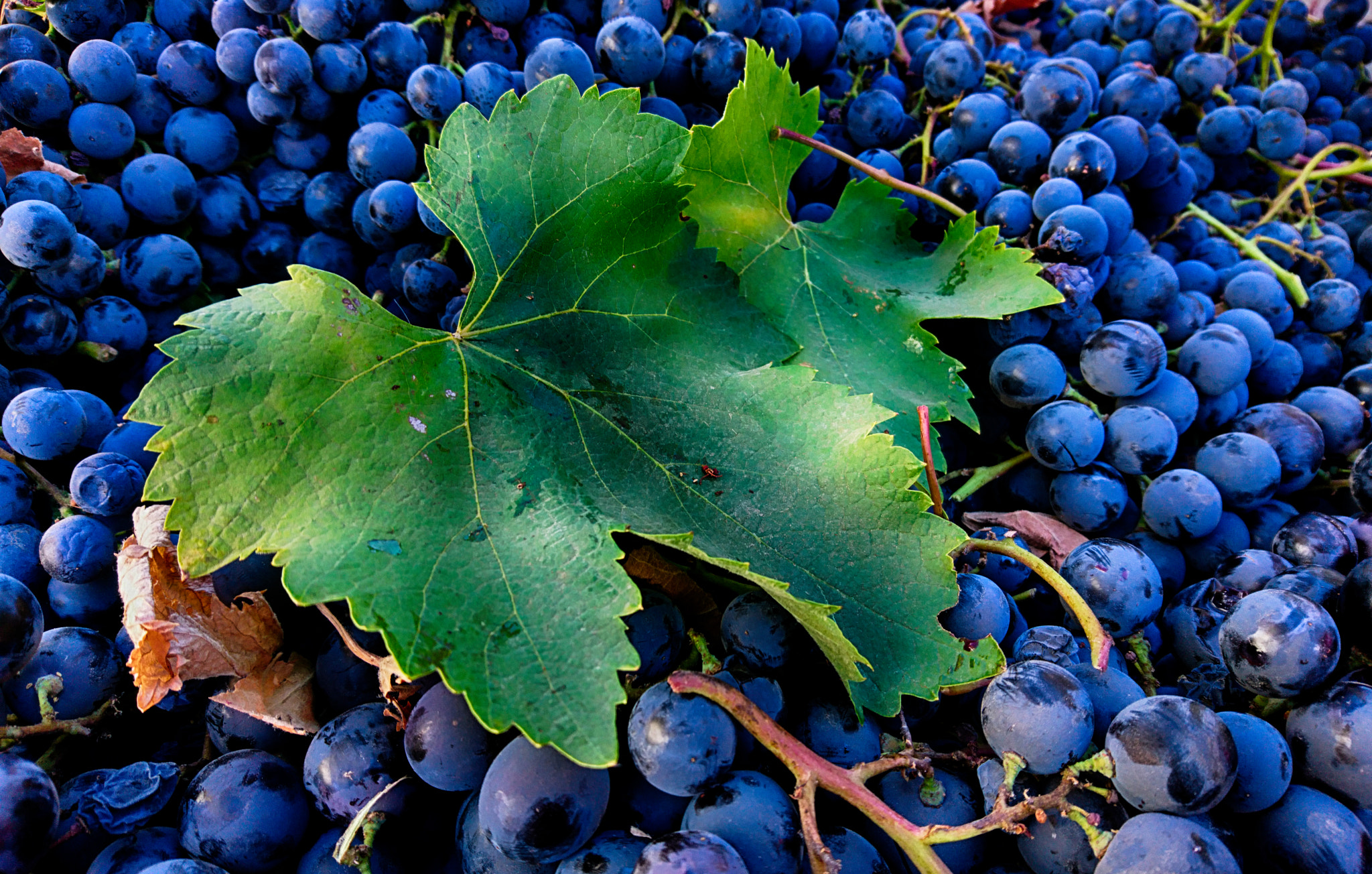 Sony Xperia X sample photo. The last grapes for this season... photography