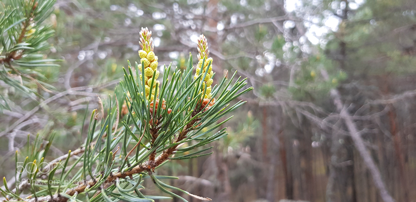 Samsung Galaxy S8 sample photo. Pinus sylvestris photography