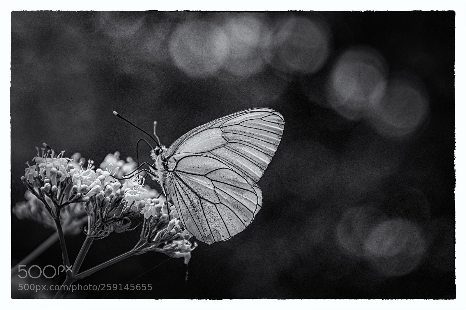 Nikon D5300 sample photo. Butterfly photography