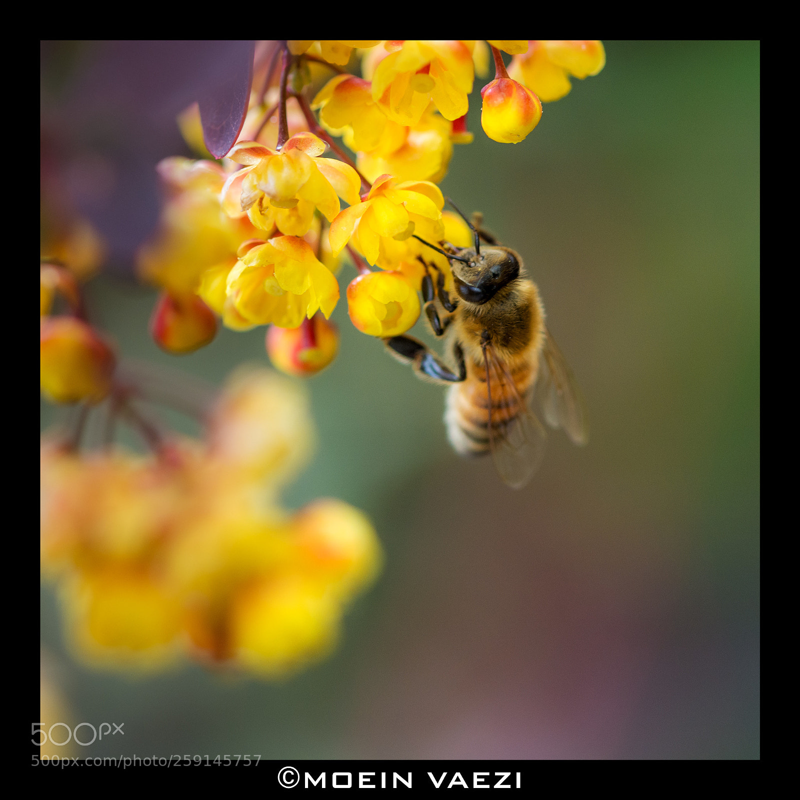Nikon D7100 sample photo. Yellow photography