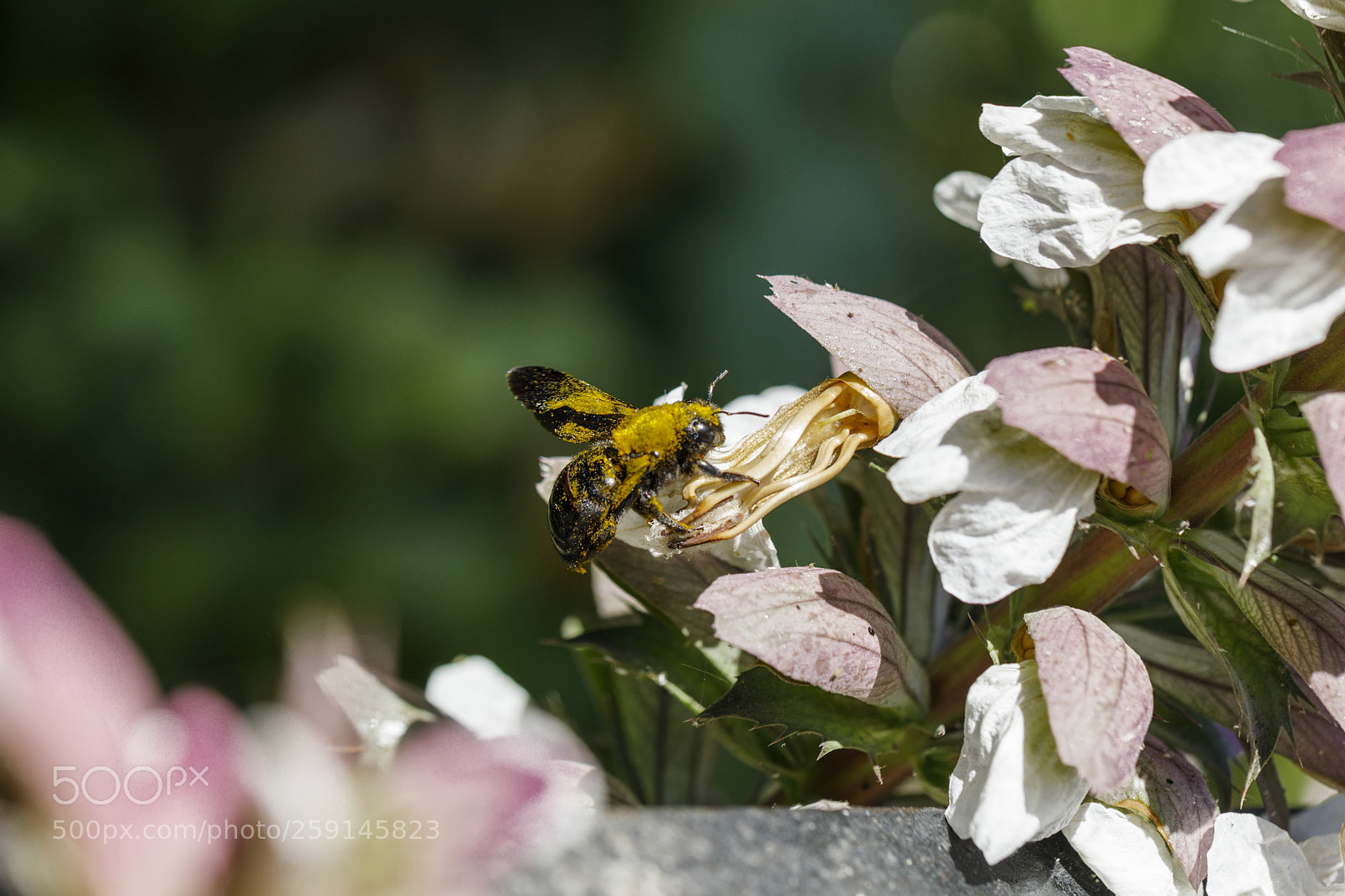 Canon EOS 5D Mark IV sample photo. Pollen photography
