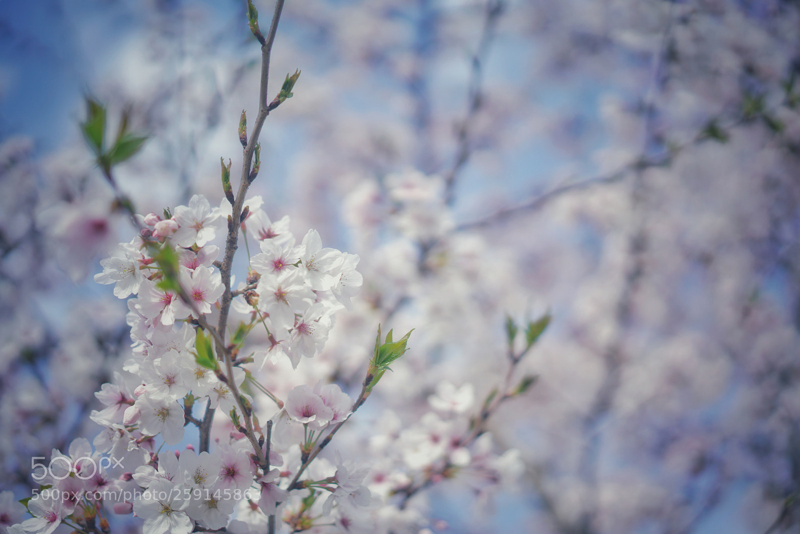 Sony a7R II sample photo. Sakura? photography