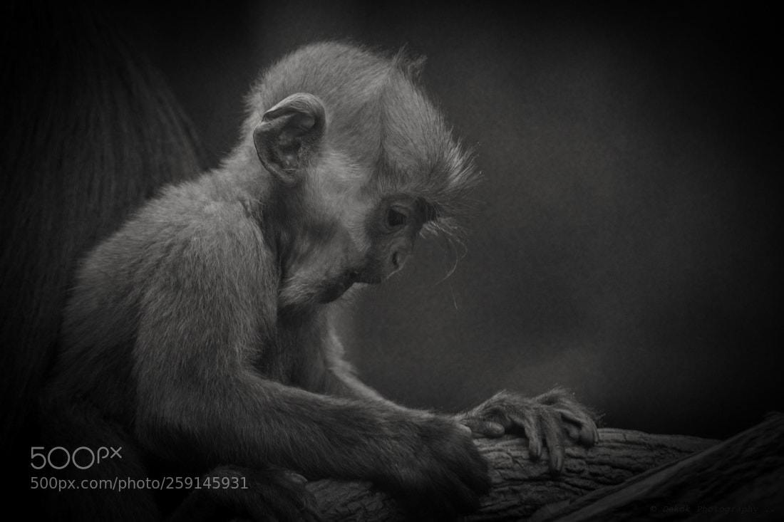 Nikon D500 sample photo. François langur ... photography