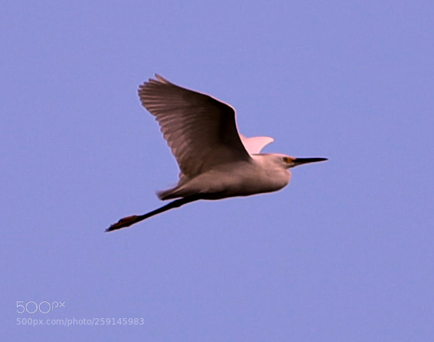 Canon EOS-1D X Mark II sample photo. 05-23-18-0019298 1.jpg photography