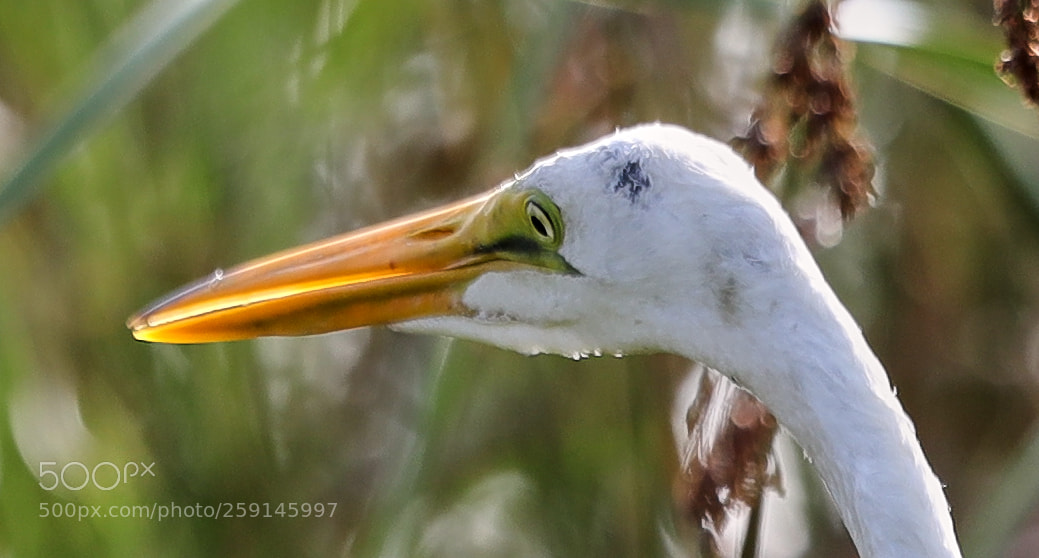 Canon EOS-1D X Mark II sample photo. 05-23-18-0019294.jpg photography