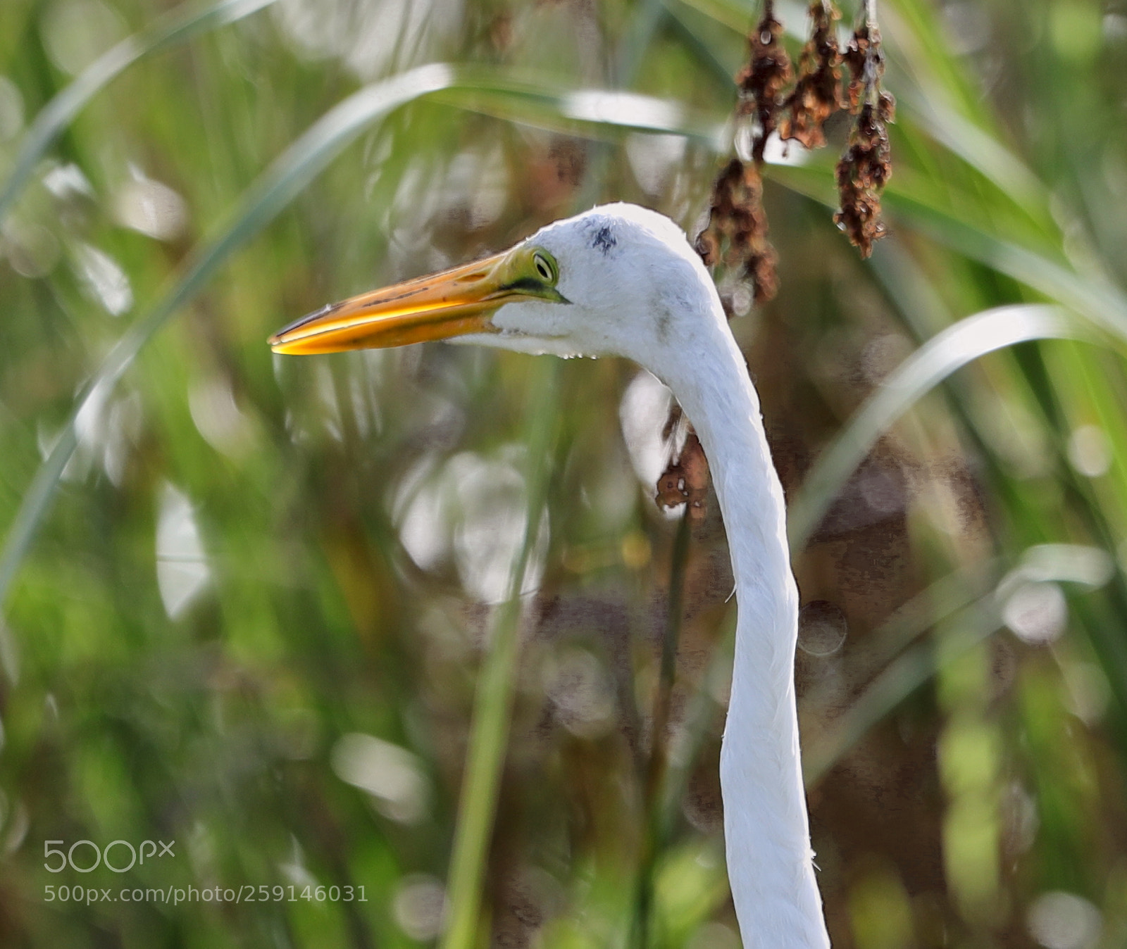 Canon EOS-1D X Mark II sample photo. 05-23-18-0019293.jpg photography