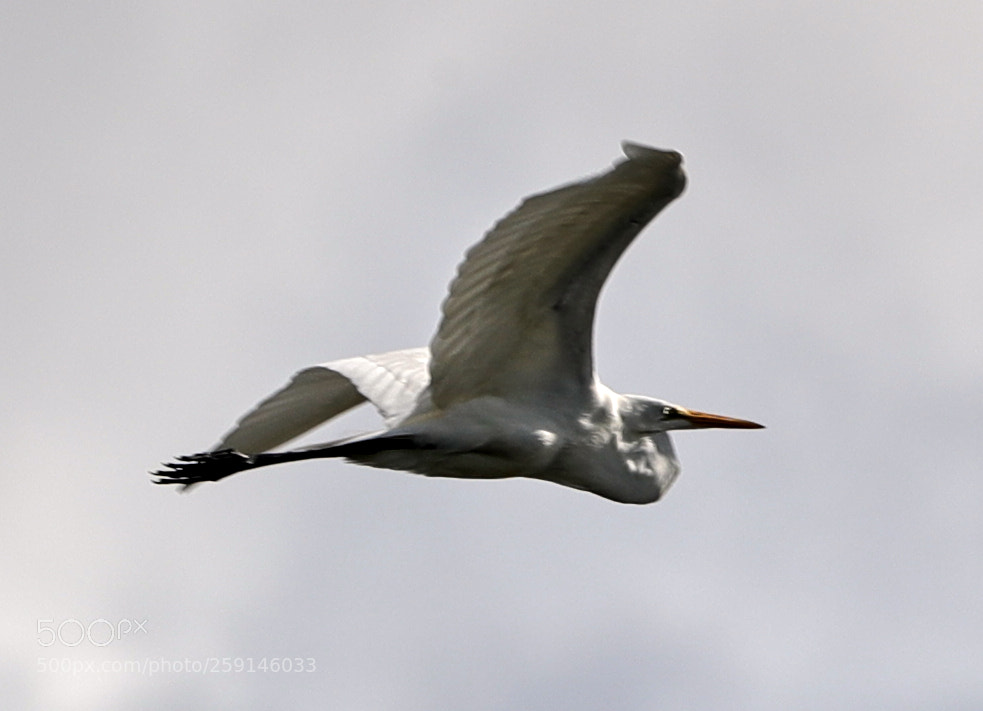 Canon EOS-1D X Mark II sample photo. 05-23-18-0019291.jpg photography