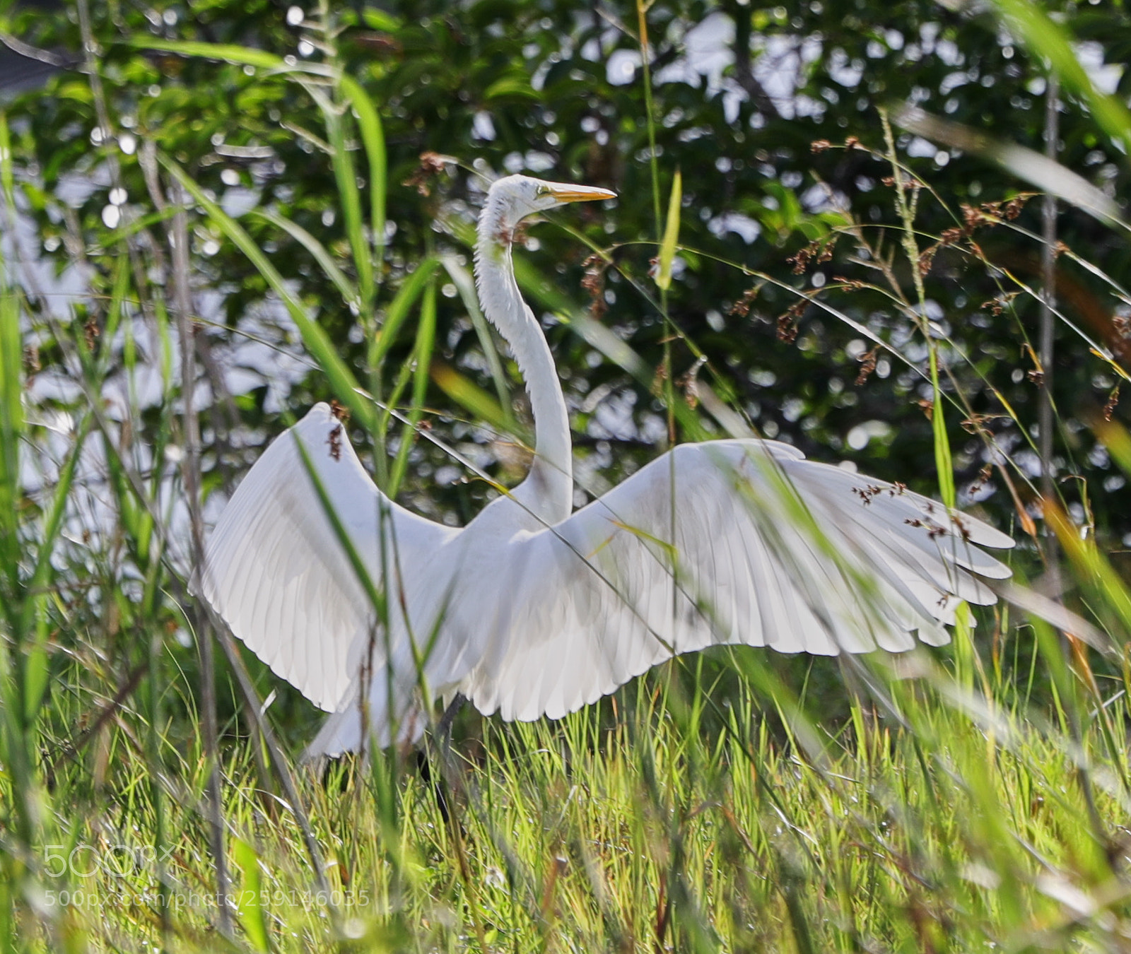 Canon EOS-1D X Mark II sample photo. 05-23-18-0019292.jpg photography