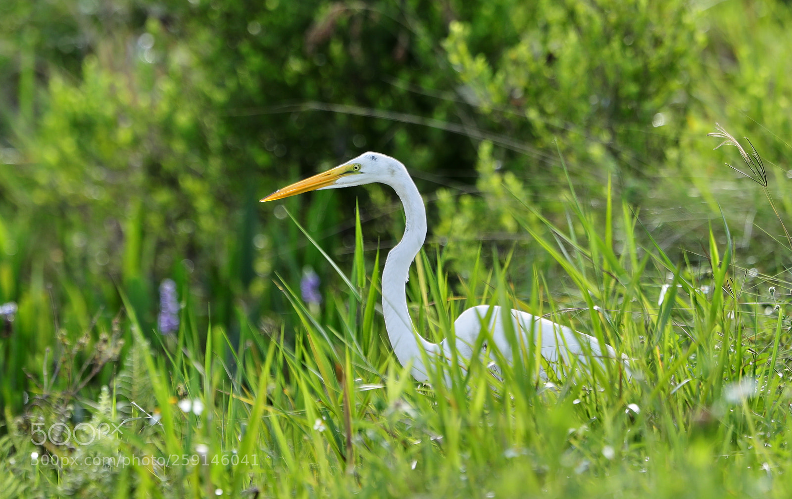 Canon EOS-1D X Mark II sample photo. 05-23-18-0019289.jpg photography