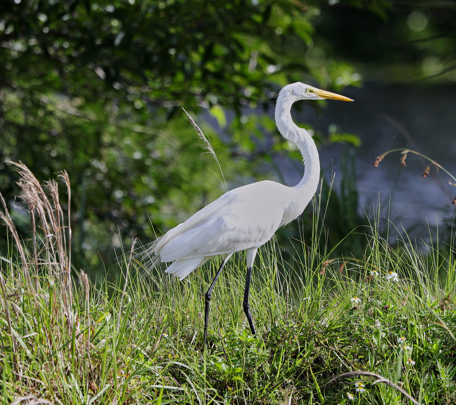 Canon EOS-1D X Mark II sample photo. 05-23-18-0019287.jpg photography
