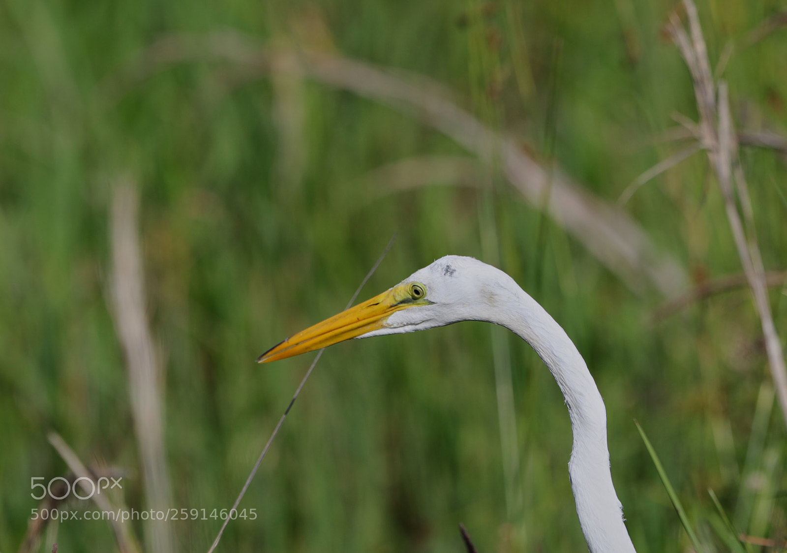 Canon EOS-1D X Mark II sample photo. 05-23-18-0019286.jpg photography