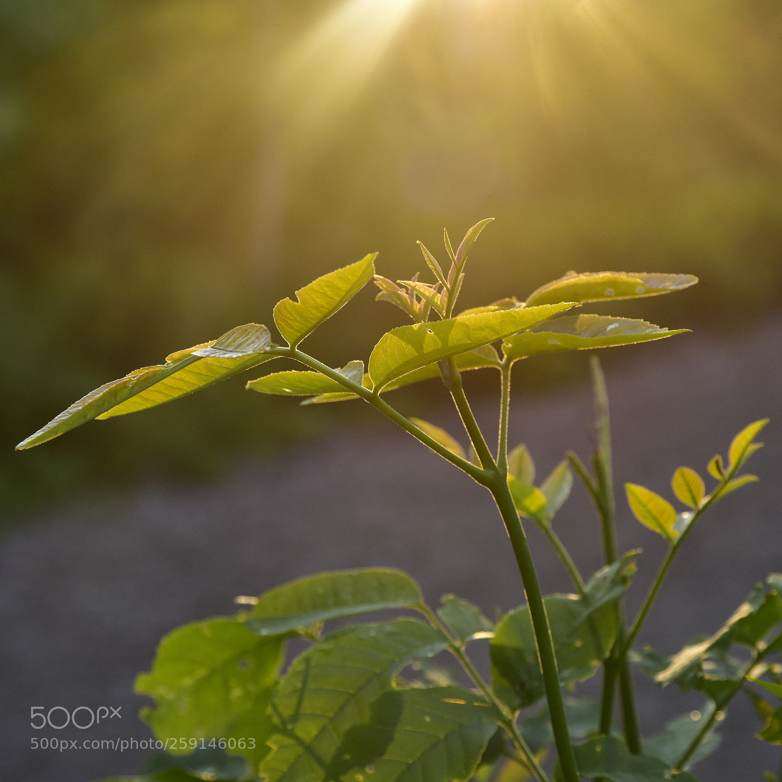 Nikon D810 sample photo. Shine on photography