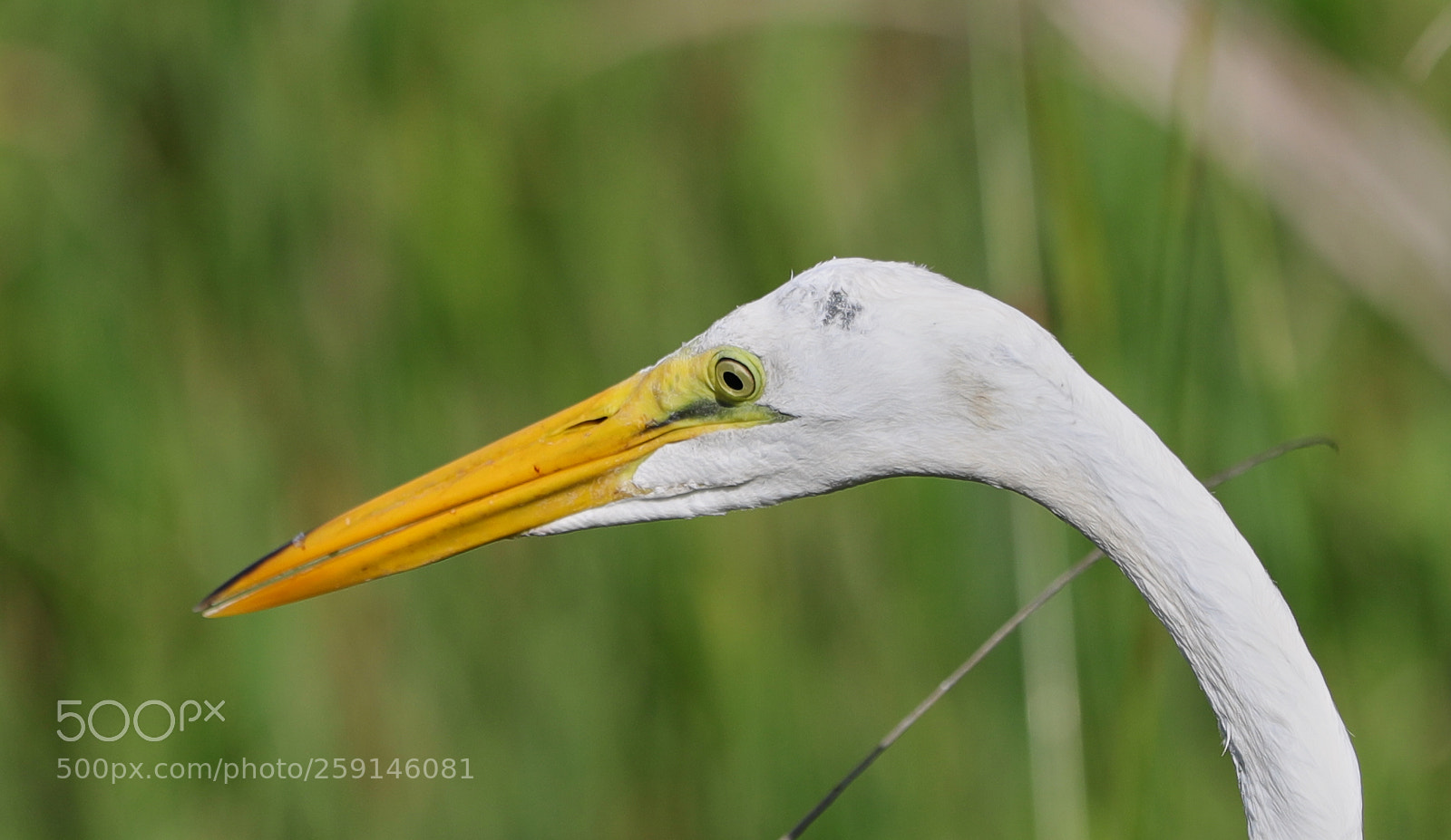 Canon EOS-1D X Mark II sample photo. 05-23-18-0019285.jpg photography