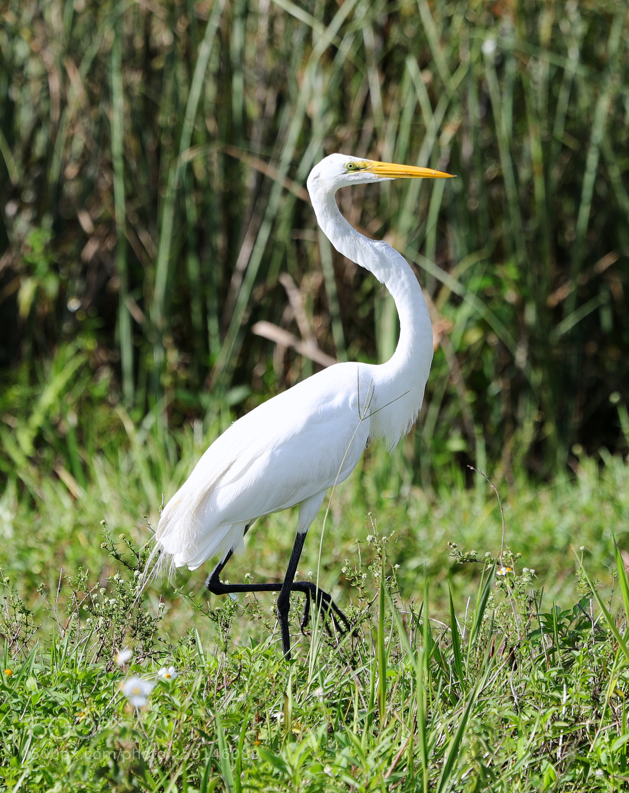 Canon EOS-1D X Mark II sample photo. 05-23-18-0019280.jpg photography