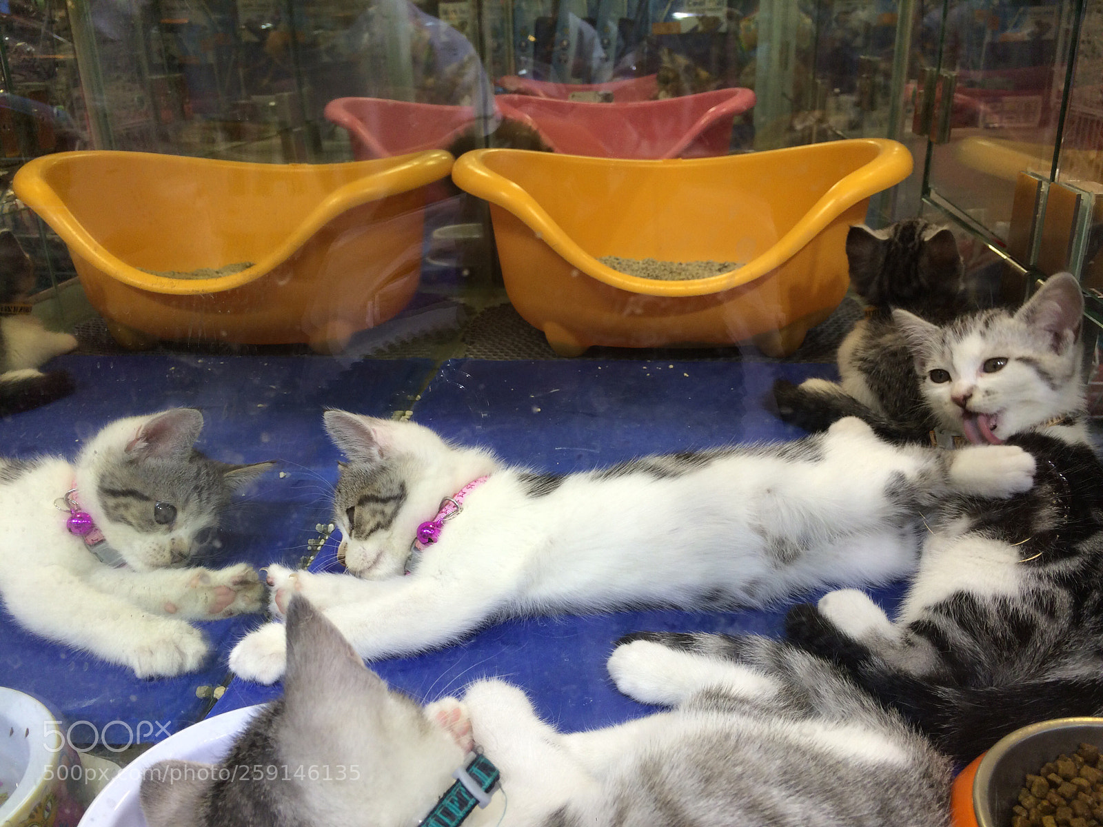 Apple iPhone 5s sample photo. Funny cats photography