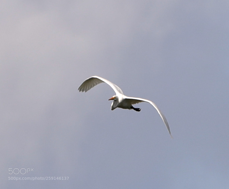 Canon EOS-1D X Mark II sample photo. 05-23-18-0019279.jpg photography
