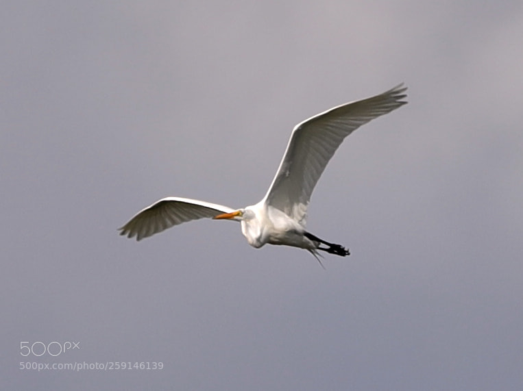 Canon EOS-1D X Mark II sample photo. 05-23-18-0019278 1.jpg photography