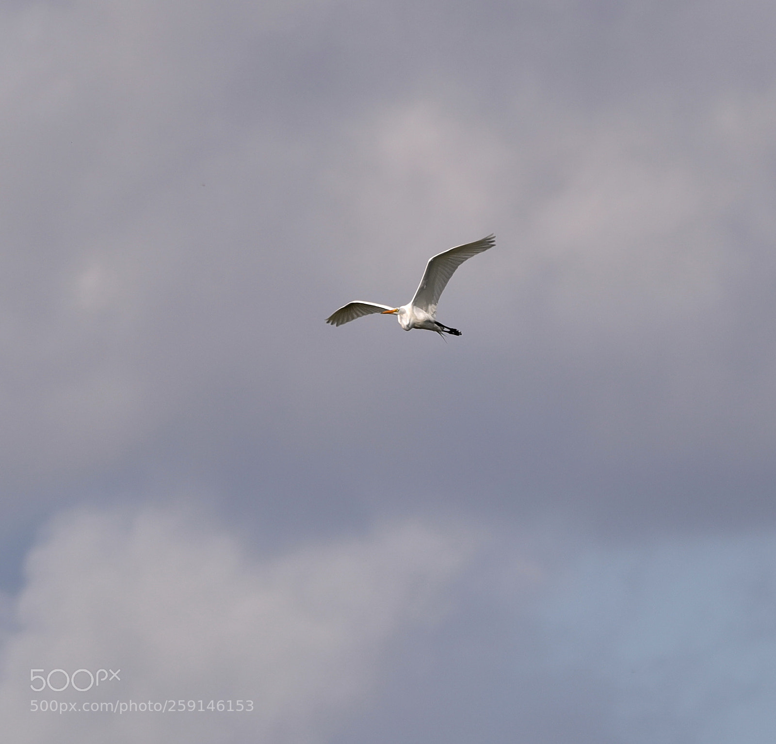 Canon EOS-1D X Mark II sample photo. 05-23-18-0019278.jpg photography