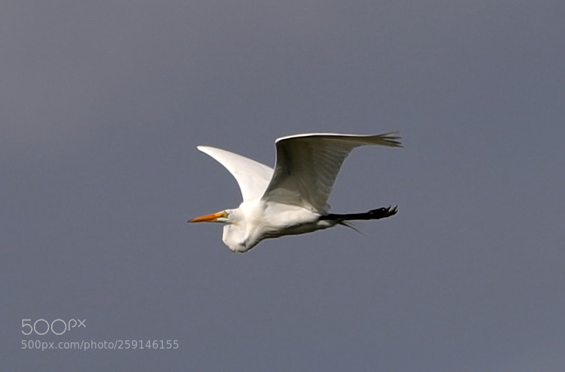 Canon EOS-1D X Mark II sample photo. 05-23-18-0019277.jpg photography