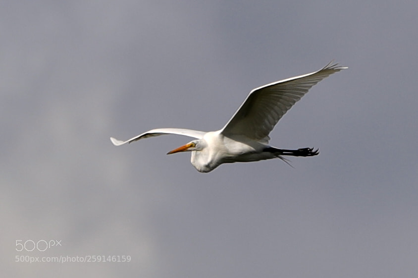 Canon EOS-1D X Mark II sample photo. 05-23-18-0019275.jpg photography