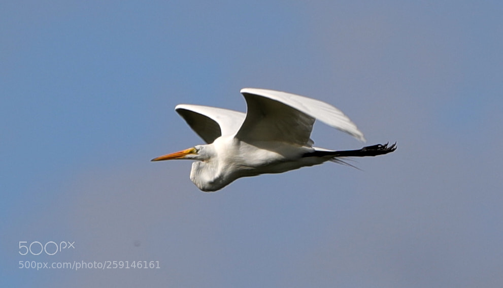 Canon EOS-1D X Mark II sample photo. 05-23-18-0019274.jpg photography