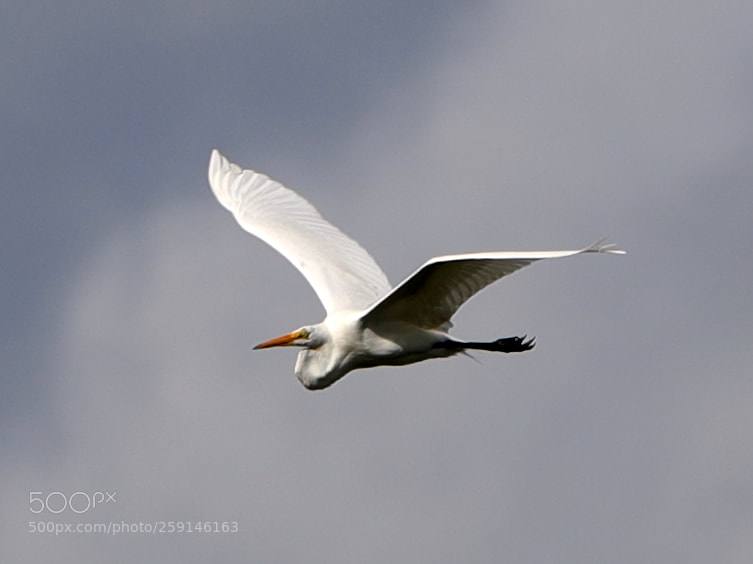 Canon EOS-1D X Mark II sample photo. 05-23-18-0019276.jpg photography