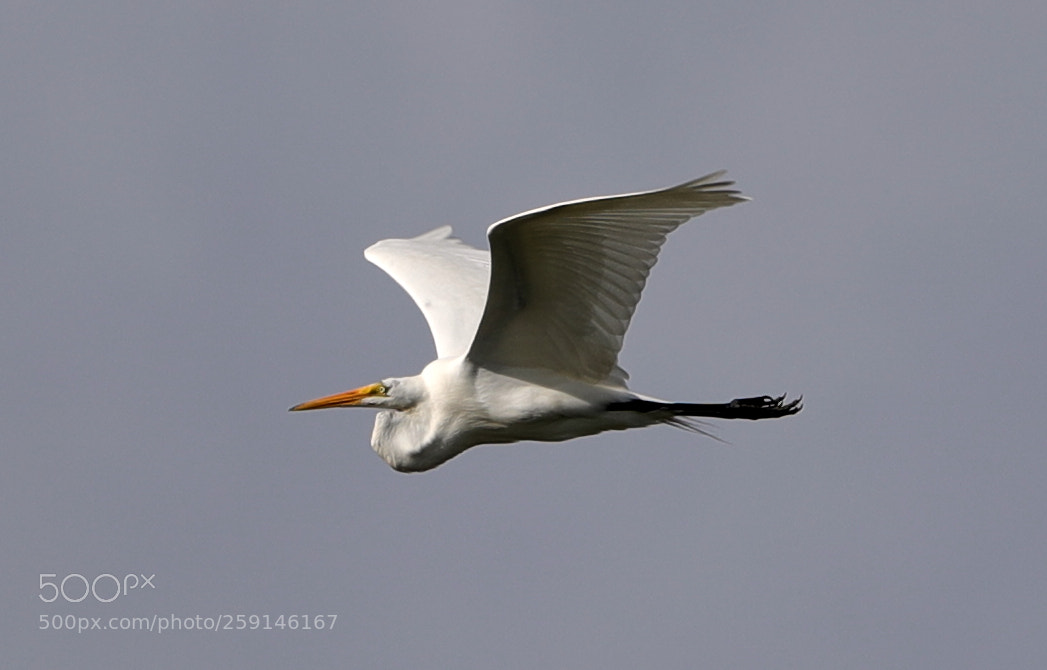 Canon EOS-1D X Mark II sample photo. 05-23-18-0019273.jpg photography