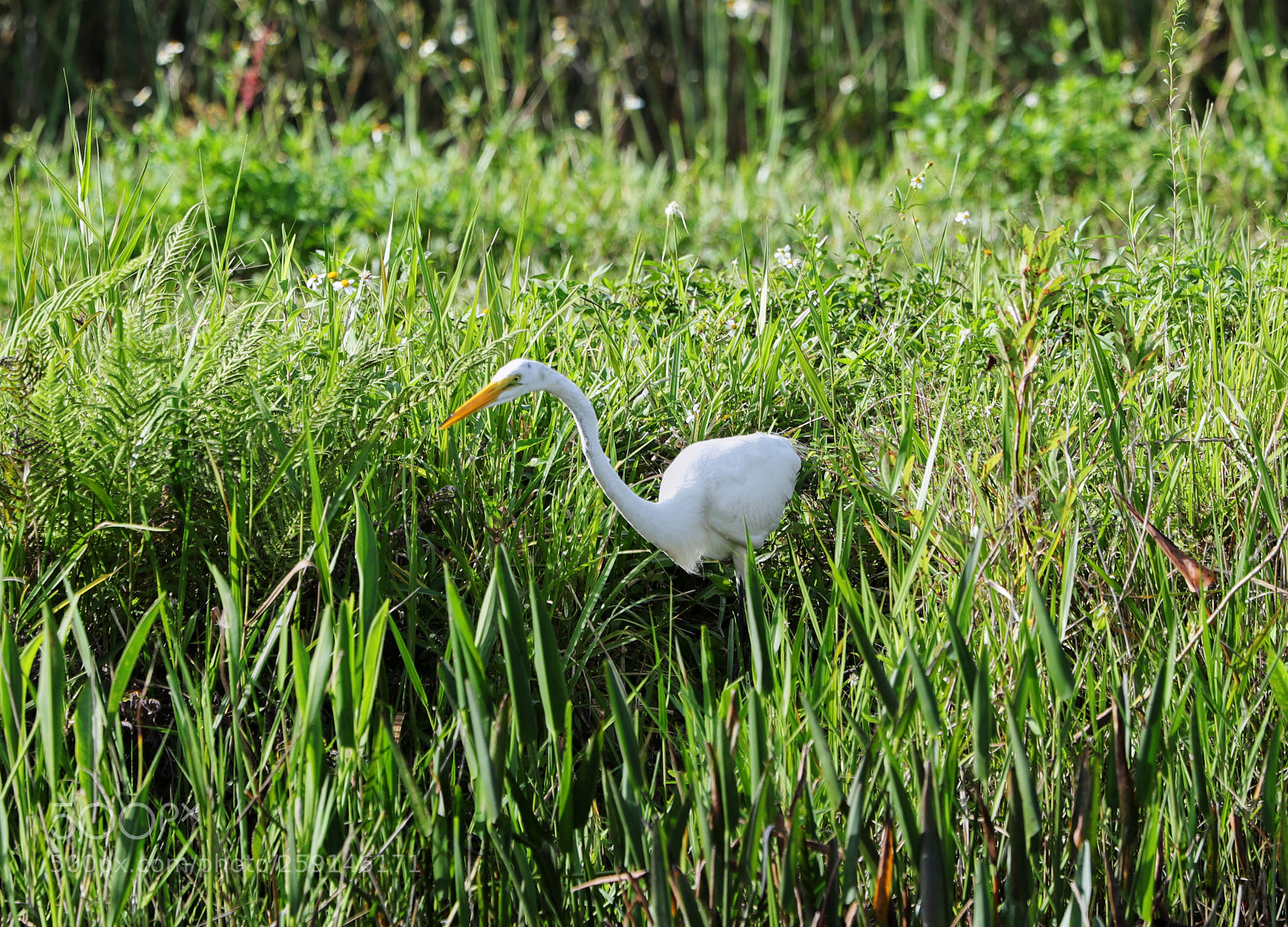 Canon EOS-1D X Mark II sample photo. 05-23-18-0019272.jpg photography
