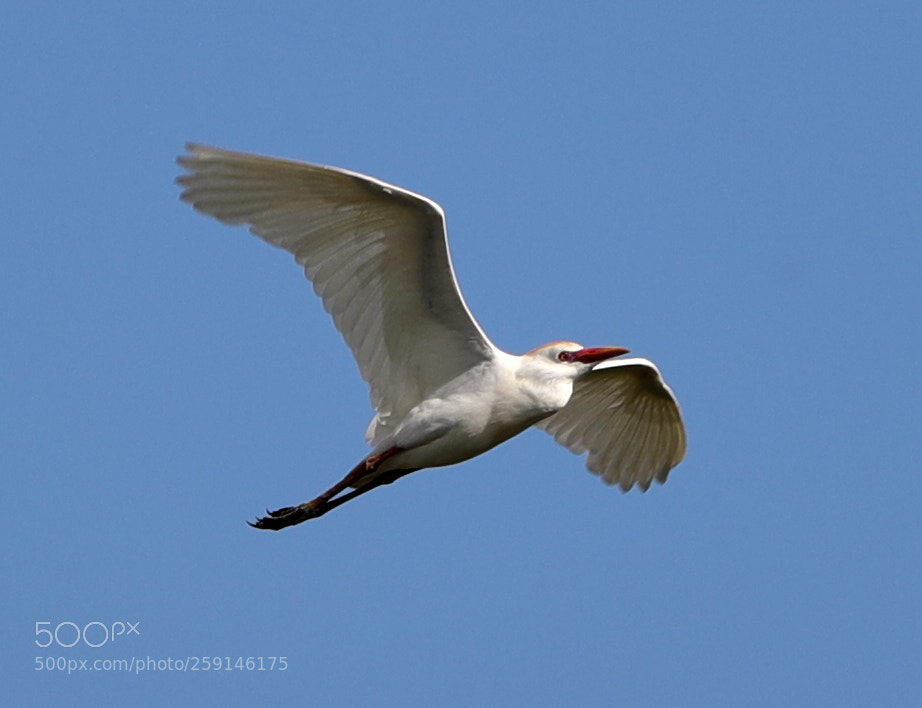 Canon EOS-1D X Mark II sample photo. 05-23-18-0019270.jpg photography