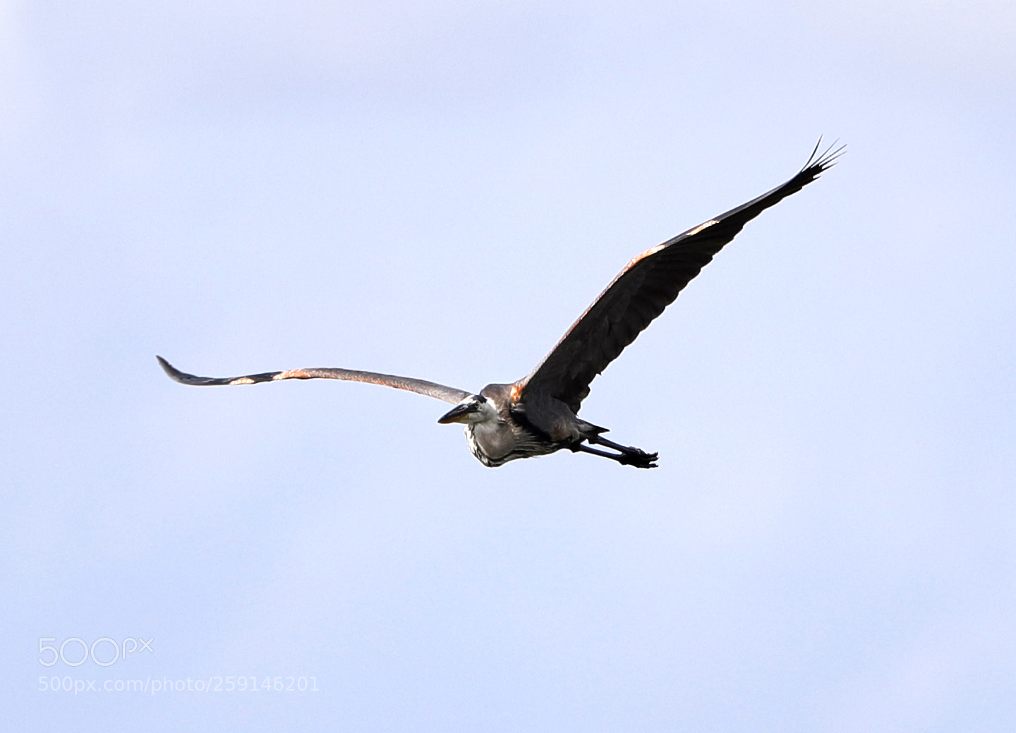 Canon EOS-1D X Mark II sample photo. 05-23-18-0019265.jpg photography