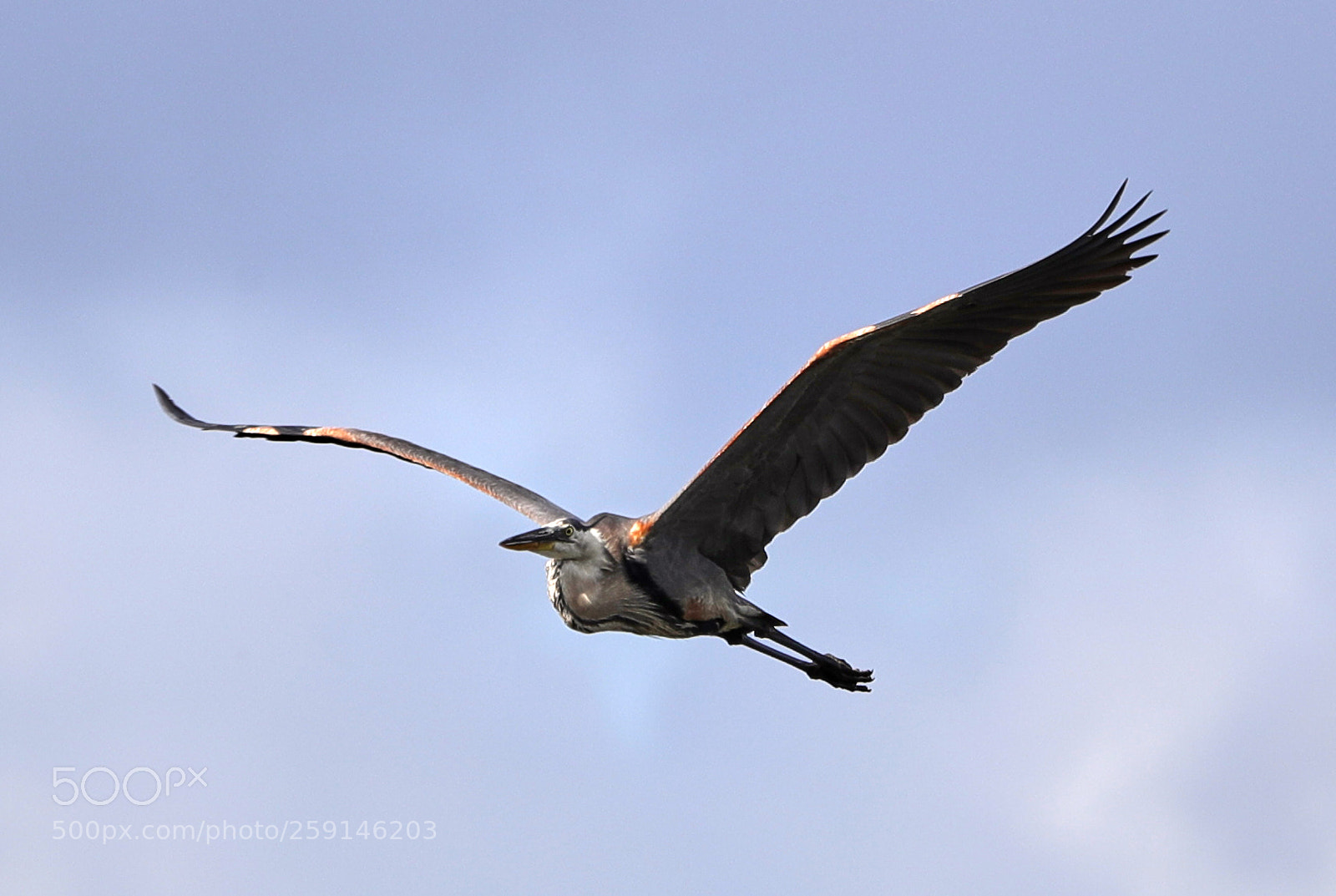 Canon EOS-1D X Mark II sample photo. 05-23-18-0019263.jpg photography