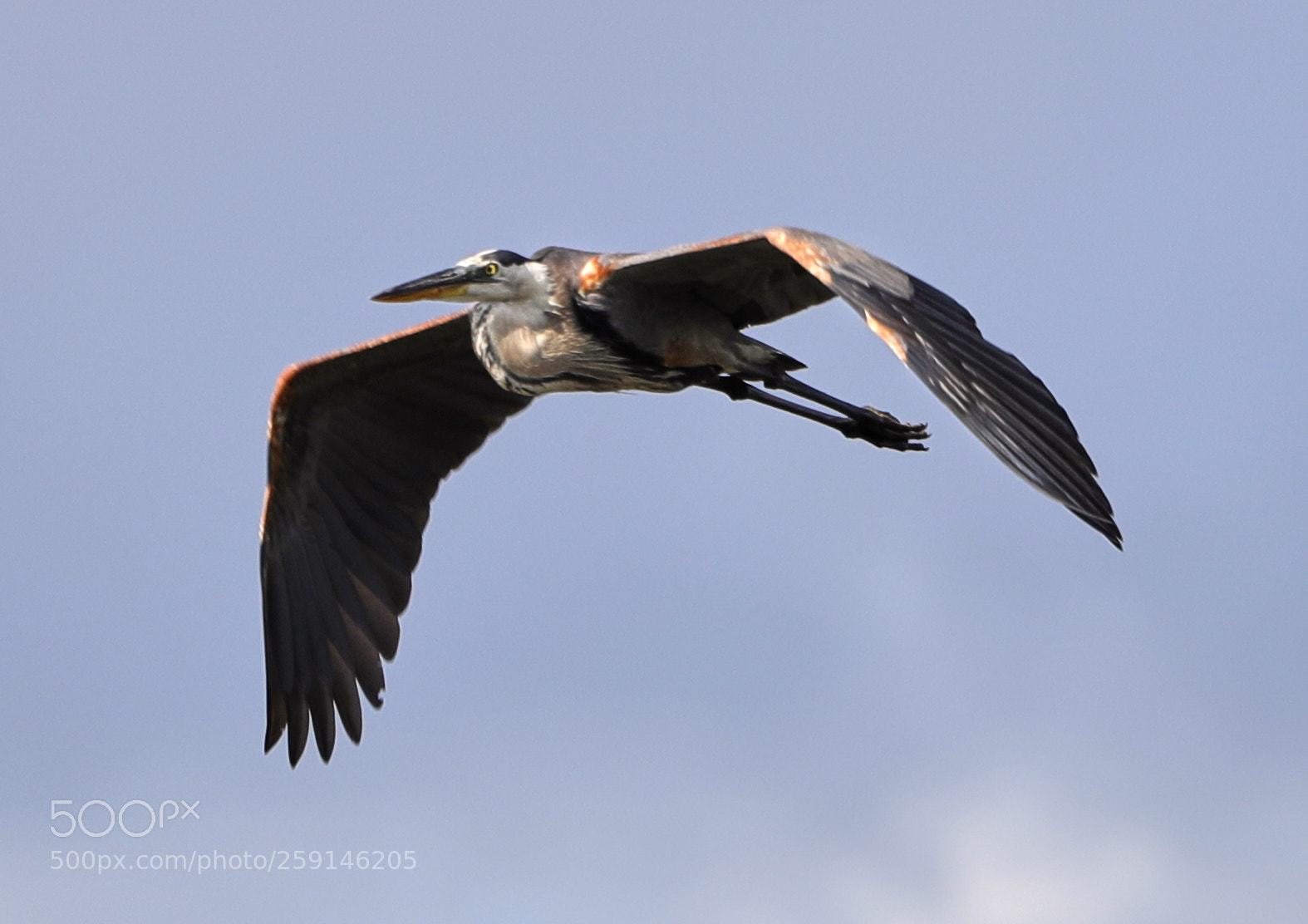 Canon EOS-1D X Mark II sample photo. 05-23-18-0019262.jpg photography