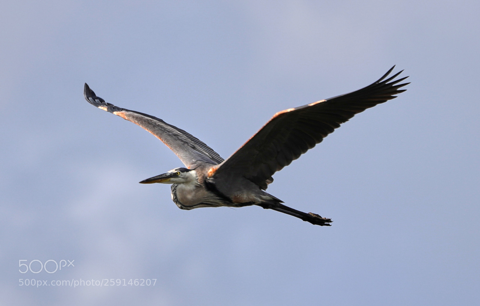 Canon EOS-1D X Mark II sample photo. 05-23-18-0019261.jpg photography