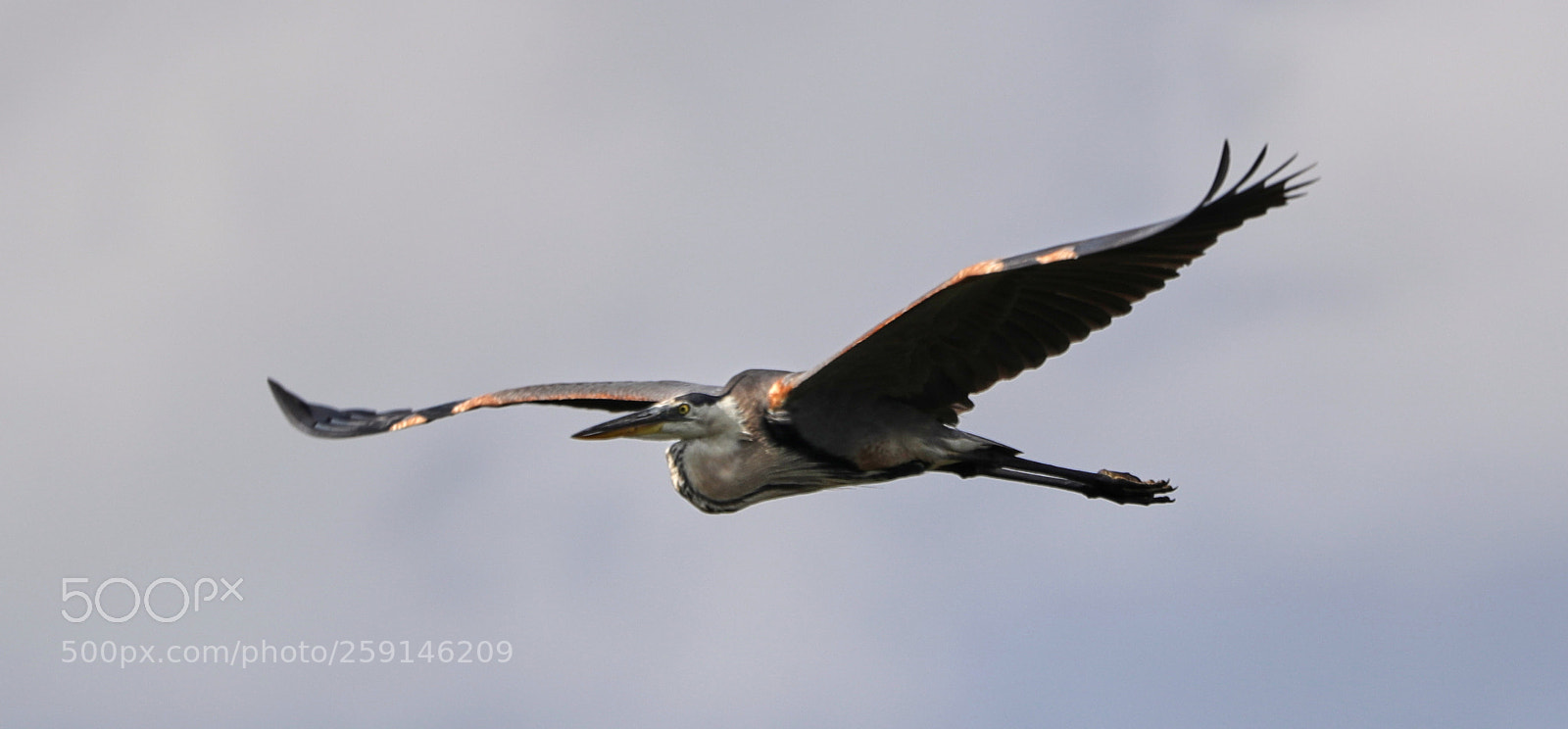 Canon EOS-1D X Mark II sample photo. 05-23-18-0019260.jpg photography