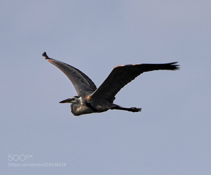 Canon EOS-1D X Mark II sample photo. 05-23-18-0019266.jpg photography