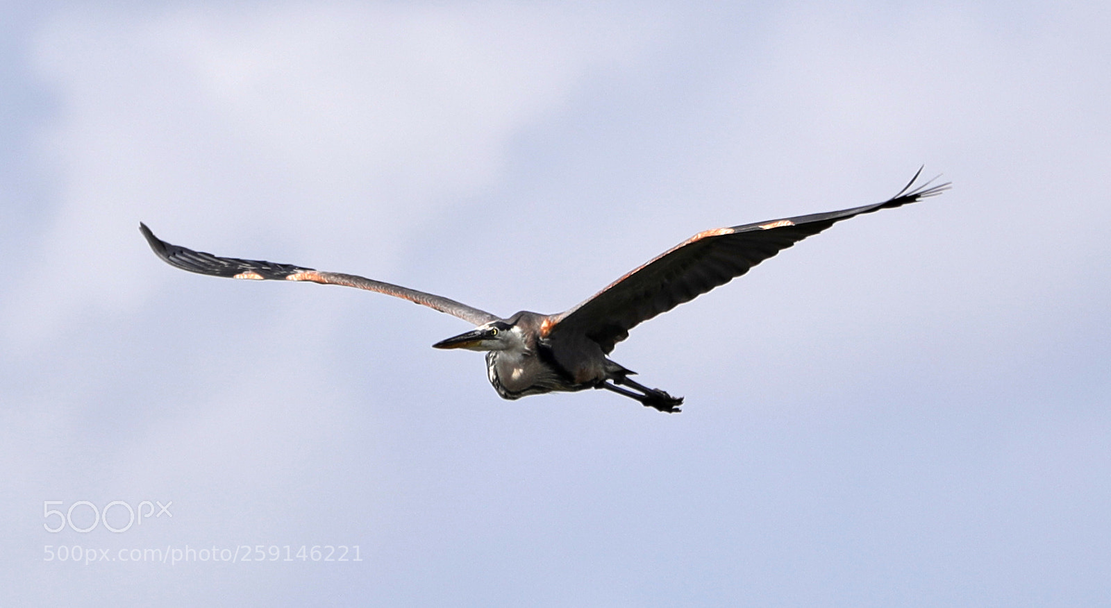 Canon EOS-1D X Mark II sample photo. 05-23-18-0019264.jpg photography