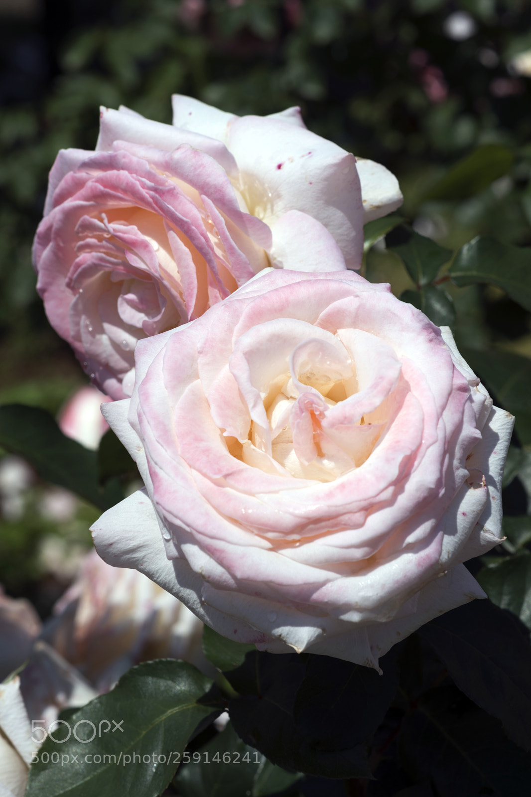 Nikon D750 sample photo. Rose2 photography