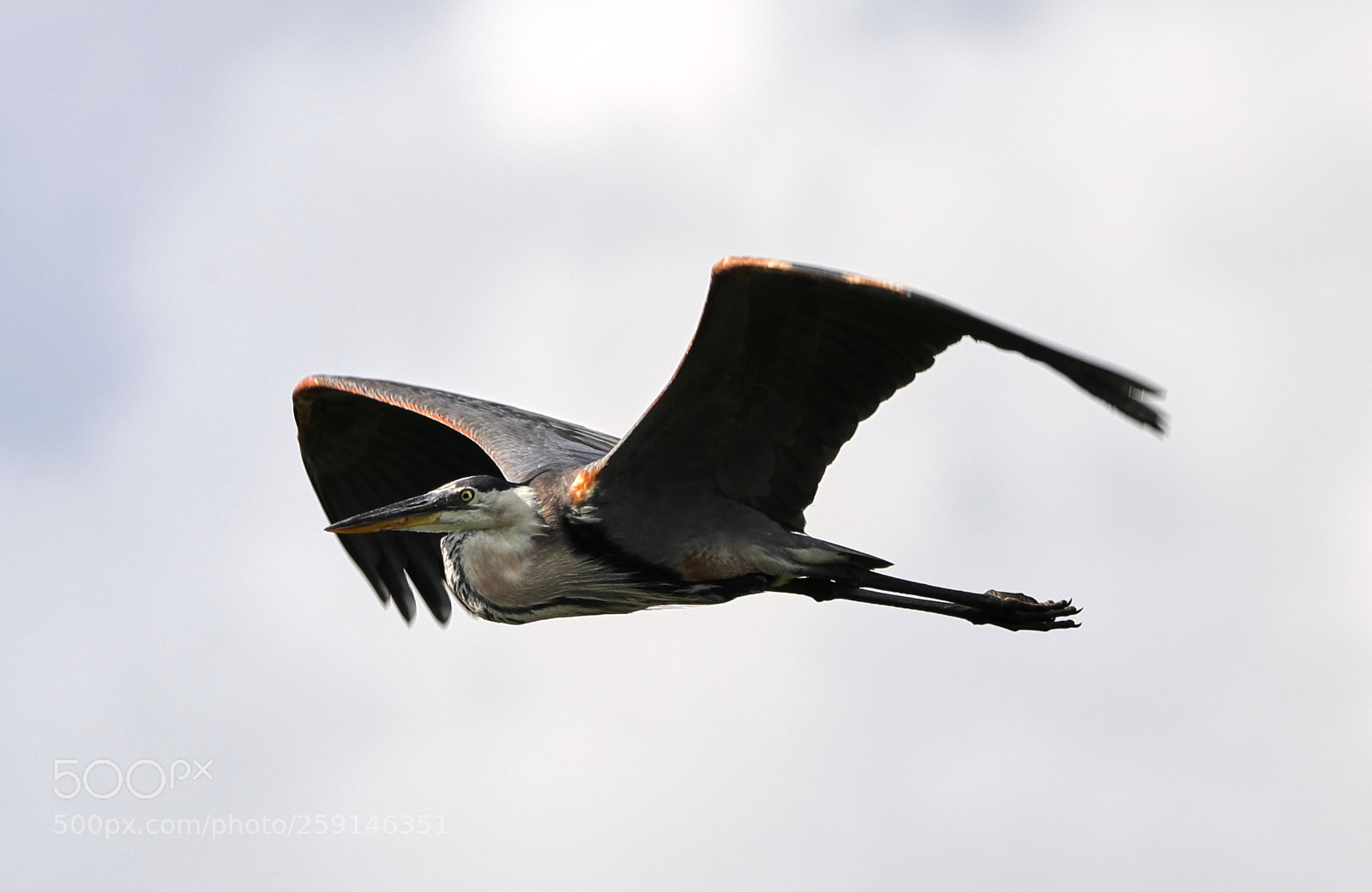 Canon EOS-1D X Mark II sample photo. 05-23-18-0019259.jpg photography