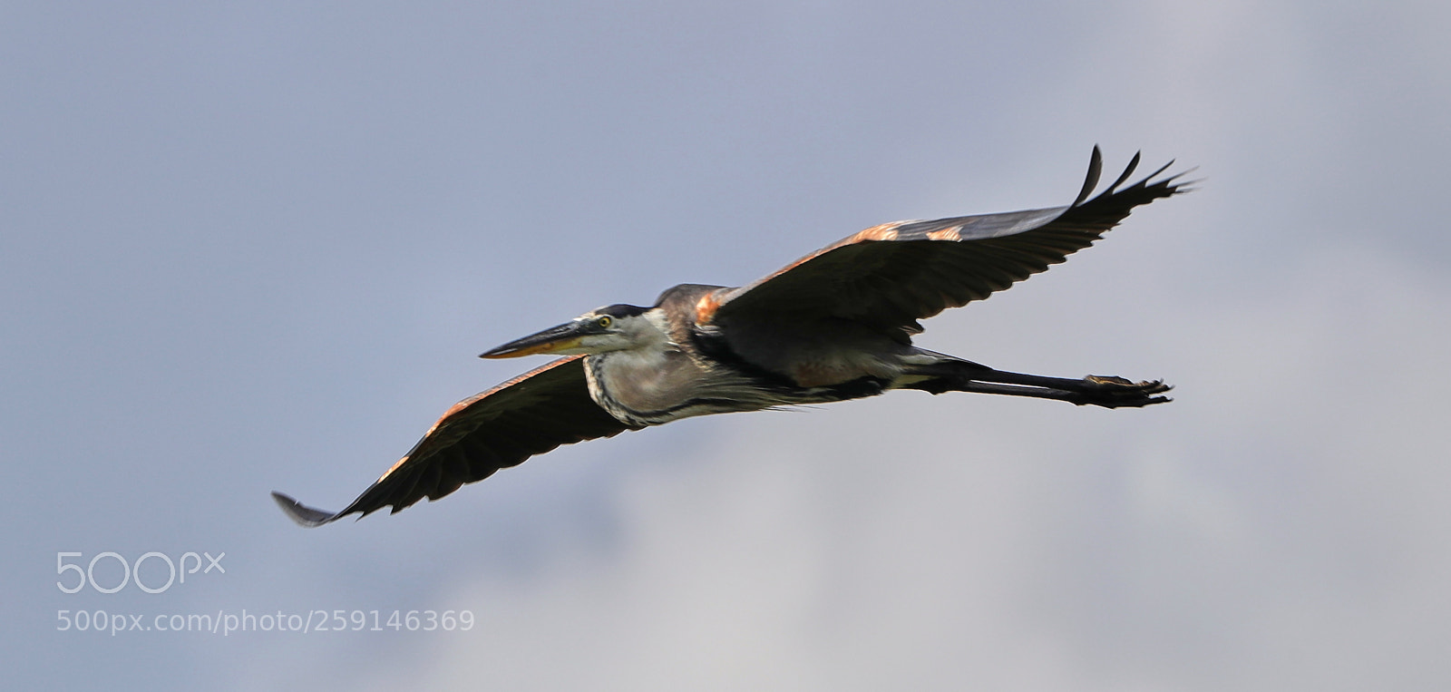 Canon EOS-1D X Mark II sample photo. 05-23-18-0019258.jpg photography