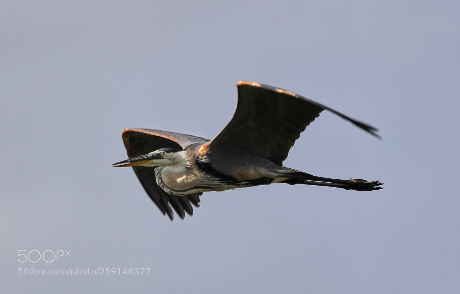 Canon EOS-1D X Mark II sample photo. 05-23-18-0019257.jpg photography