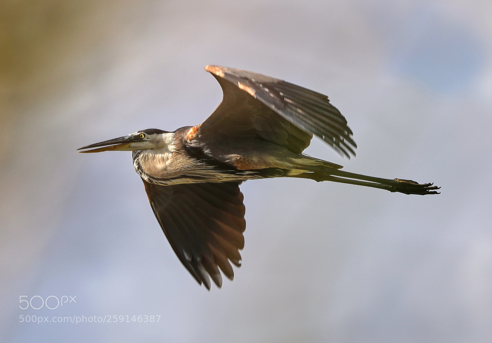 Canon EOS-1D X Mark II sample photo. 05-23-18-0019256 1.jpg photography