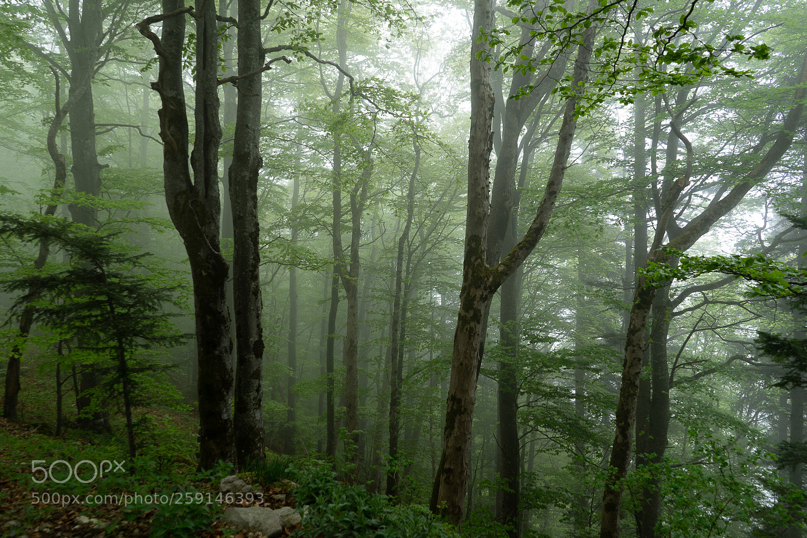 Sony a7 II sample photo. Herbststimmung im mai photography