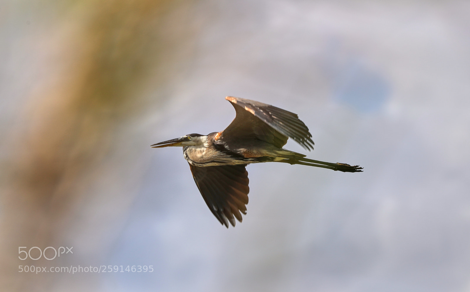 Canon EOS-1D X Mark II sample photo. 05-23-18-0019256.jpg photography