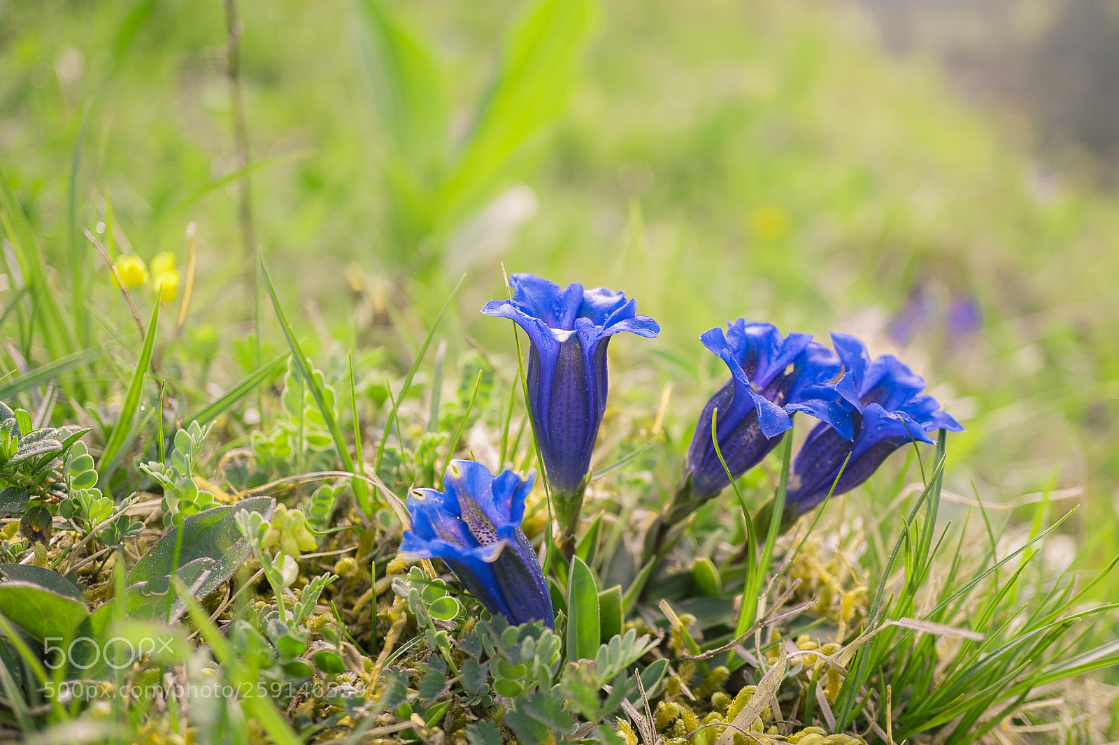 Sony a7 II sample photo. Enziane photography