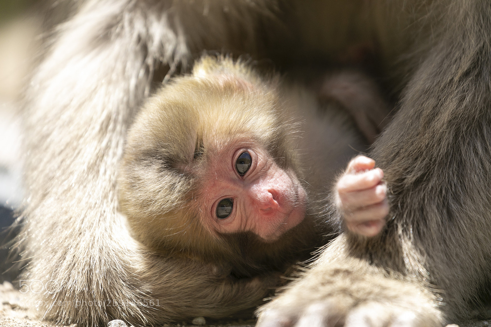 Canon EOS 5D Mark IV sample photo. Newborn photography