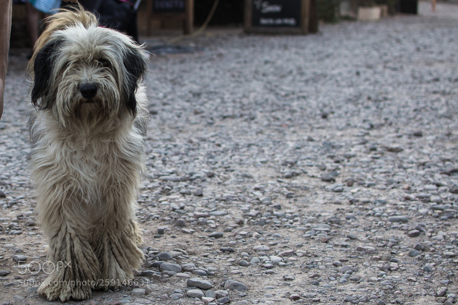 Nikon D3100 sample photo. Hairy dude photography